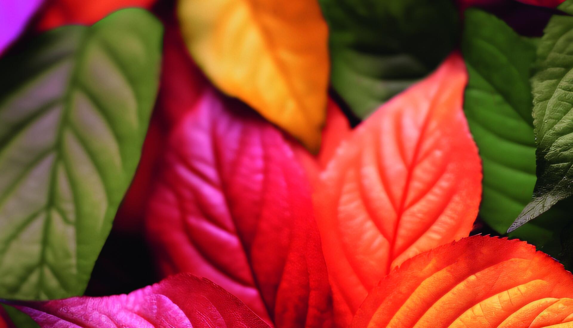 lrg-herbstlaub Leuchtend bunte Herbstblätter in Rot, Orange und Grün